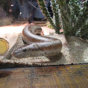 Rosy Boa