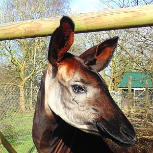 Okapi