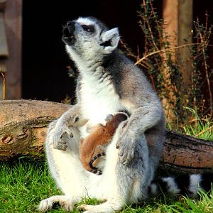 Ring Tailed Lemur