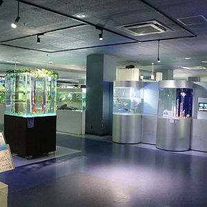 Marine tanks - Tokyo Tower Aquarium, February 2016