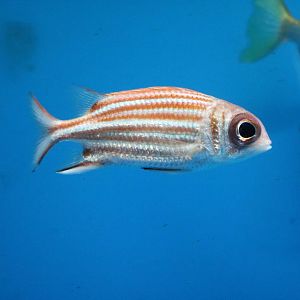 Squirrelfish - Tokyo Tower Aquarium, February 2016