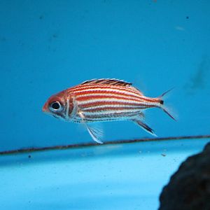 Squirrelfish - Tokyo Tower Aquarium, February 2016