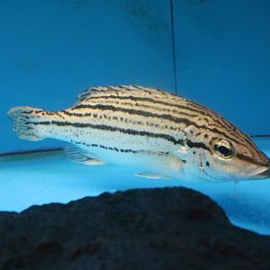 Sharpbeak terapon - Tokyo Tower Aquarium, February 2016