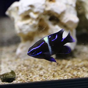 Blue velvet damselfish - Tokyo Tower Aquarium, February 2016