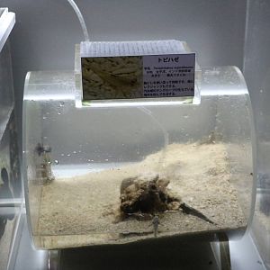 Mudskipper tank - Tokyo Tower Aquarium, February 2016