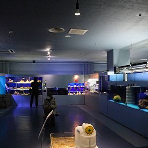 Marine tanks - Tokyo Tower Aquarium, February 2016