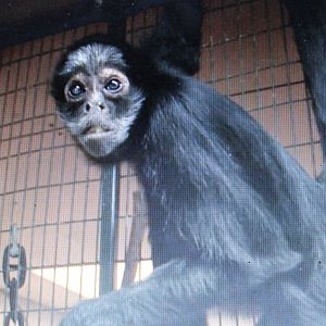 White-fronted spider monkey
