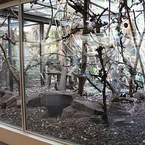 Mouse deer and monkey enclosure