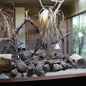 Indoor Fennec enclosure