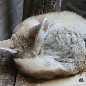 Fennec