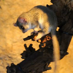Grey mouse lemur