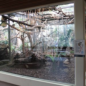 Enclosure Emperor tamarin