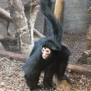 Black spider monkey