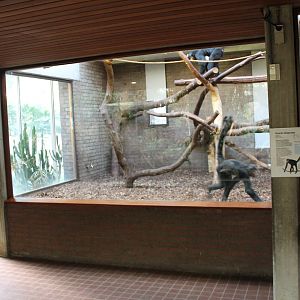 Indoor Black spider monkey enclosure