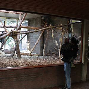 Indoor Black spider monkey enclosure