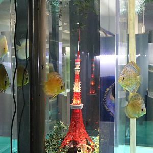 Discus with Tokyo tower model - Tokyo Tower Aquarium, February 2016