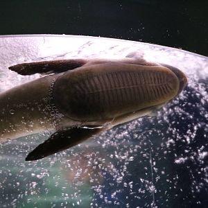 Sharksucker - Tokyo Tower Aquarium, February 2016