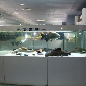 Giant Amazon fish tank - Tokyo Tower Aquarium, February 2016