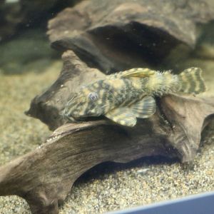 (Hairy) Peckoltia vermiculata - Tokyo Tower Aquarium, February 2016