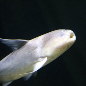 Blue whale catfish - Tokyo Tower Aquarium, February 2016