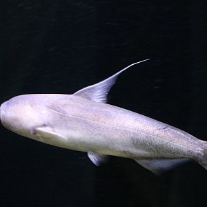 Blue whale catfish - Tokyo Tower Aquarium, February 2016