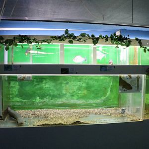Electric eel tank - Tokyo Tower Aquarium, February 2016