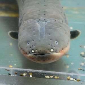 Electric eel - Tokyo Tower Aquarium, February 2016