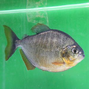Pygopristis denticulata? - Tokyo Tower Aquarium, February 2016