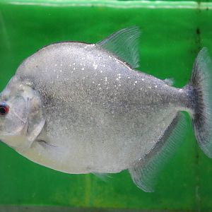 Gery's piranha - Tokyo Tower Aquarium, February 2016