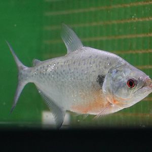 Serrasalmus sp. - Tokyo Tower Aquarium, February 2016