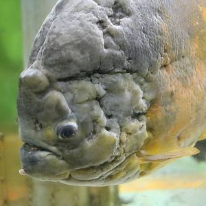 Scarred Pygocentrus piraya - Tokyo Tower Aquarium, February 2016