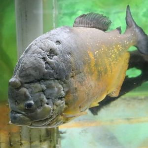 Scarred Pygocentrus piraya - Tokyo Tower Aquarium, February 2016