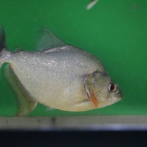 Pristobrycon striolatus - Tokyo Tower Aquarium, February 2016