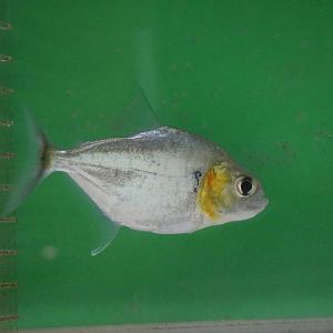 Serrasalmus humeralis - Tokyo Tower Aquarium, February 2016