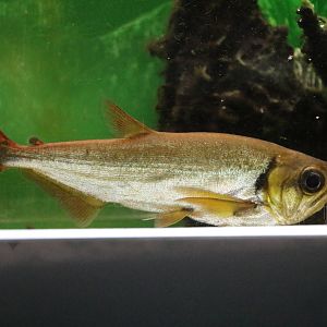 Redtail payara - Tokyo Tower Aquarium, February 2016