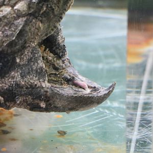 Tongue lure - Tokyo Tower Aquarium, February 2016