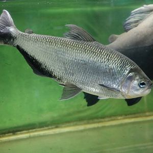 Common brycon - Tokyo Tower Aquarium, February 2016