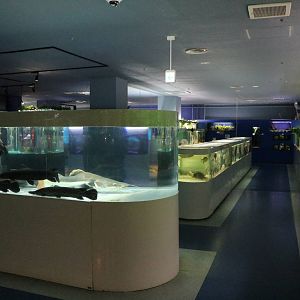 South American tanks - Tokyo Tower Aquarium, February 2016