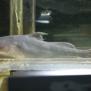 Chinese longsnout catfish - Tokyo Tower Aquarium, February 2016