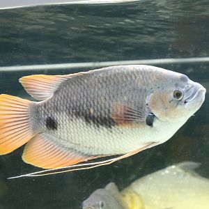 Redtail giant gourami - Tokyo Tower Aquarium, February 2016