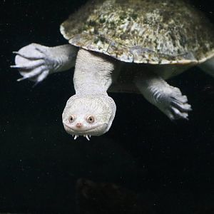 Northern snake-necked turtle - Tokyo Tower Aquarium, February 2016