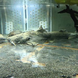 Giant goonch - Tokyo Tower Aquarium, February 2016