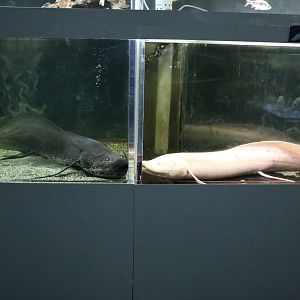 Marbled lungfish morphs - Tokyo Tower Aquarium, February 2016