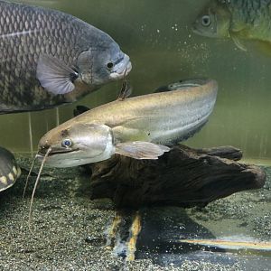 Wallago - Tokyo Tower Aquarium, February 2016