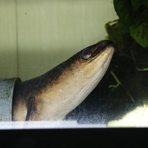 Giant mottled eel - Tokyo Tower Aquarium, February 2016