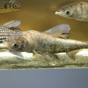 Bighead carp - Tokyo Tower Aquarium, February 2016