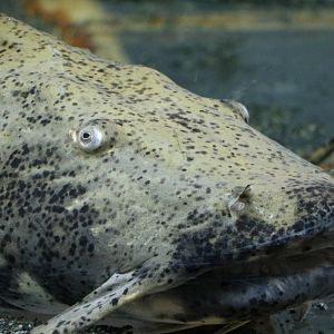 Giant goonch - Tokyo Tower Aquarium, February 2016