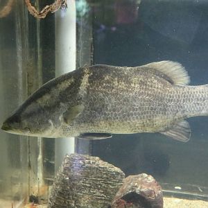 Japanese barramundi - Tokyo Tower Aquarium, February 2016
