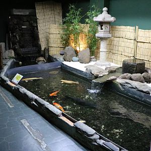 Koi stream - Tokyo Tower Aquarium, February 2016