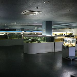 Asian and Australasian tanks - Tokyo Tower Aquarium, February 2016
